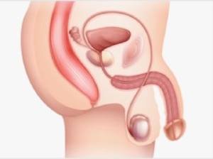 How Spartamax supports libido stamina and energy visual